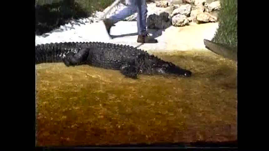 The alligator moves around in the park