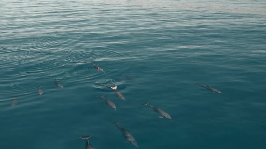 Pod of dolphins swims near the surface of the ocean during the daytime