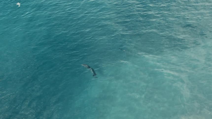 A pair of dolphins swim in clear ocean water as seagulls fly overhead