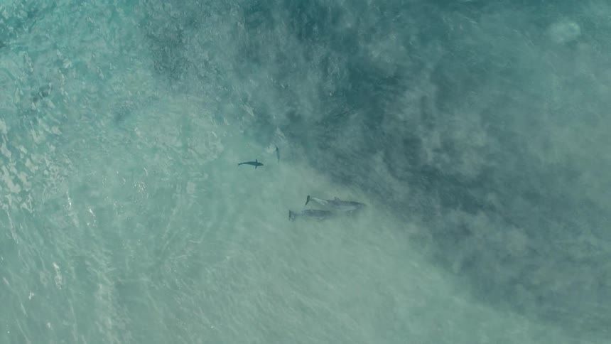 Aerial view of sharks swimming in clear ocean water