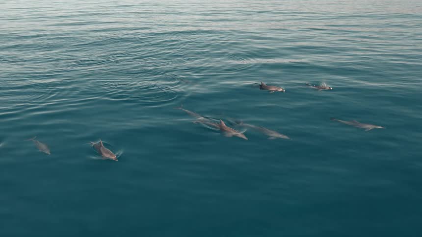 A group of dolphins swims together near the ocean surface