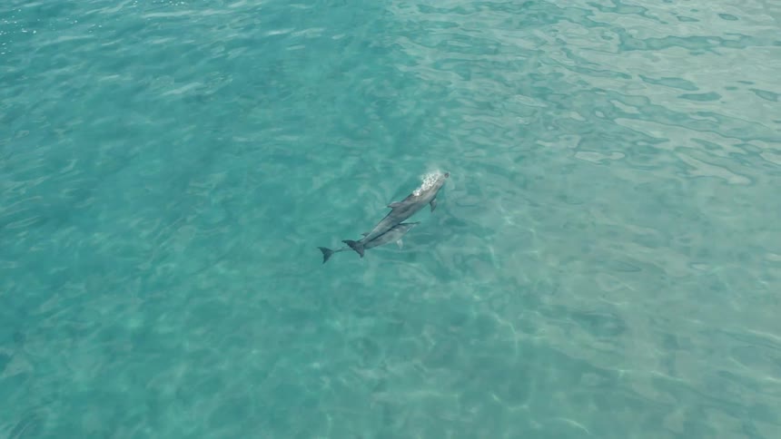 Two dolphins swim together in clear blue water