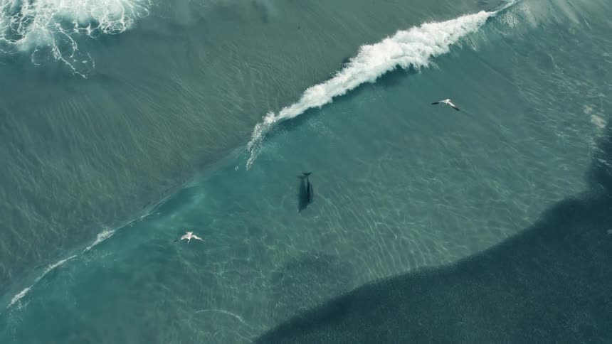 An aerial view shows a dolphin swimming in the turquoise ocean seemingly surfing along a breaking wave as seabirds fly nearby