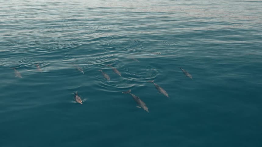 A large group of dolphins swim together in the ocean