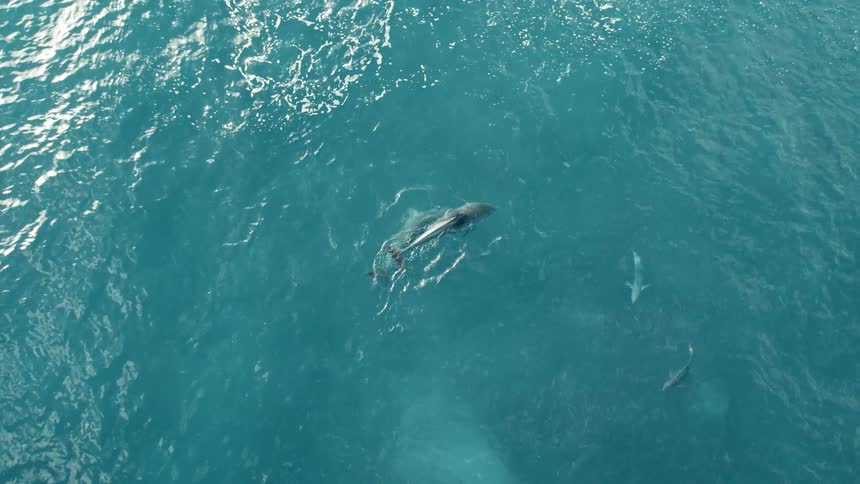 An aerial view shows two dolphins swimming together just beneath the surface of a clear turquoise ocean