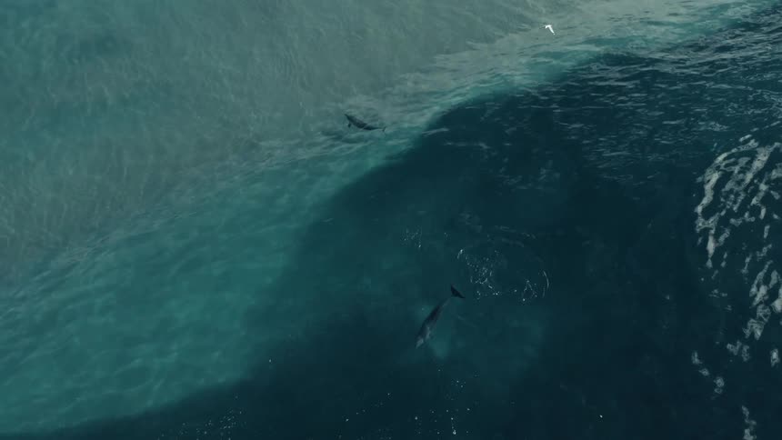 Aerial view of bottlenose dolphins in sea water
