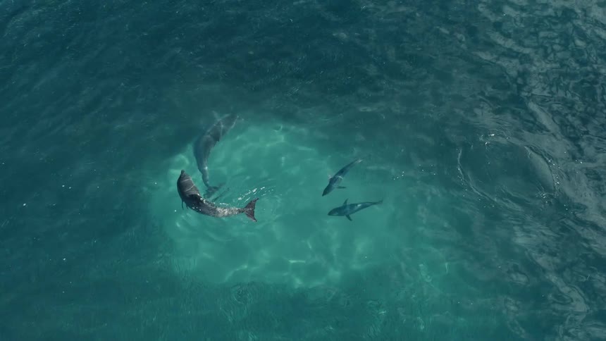 Aerial view ofbottlenose dolphins in quiet sea