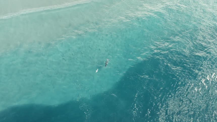 Aerial view of turquoise sea with a lone fish near the shallows