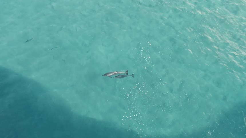 An aerial topdown shot shows two dolphins swimming just below the surface of crystal clear turquoise water with other small fish nearby