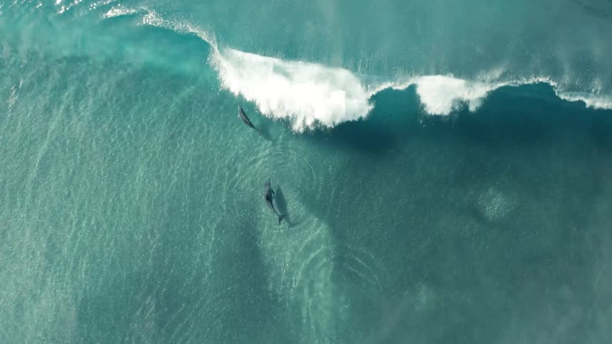 Two dolphins swim near the ocean surface against a crashing wave