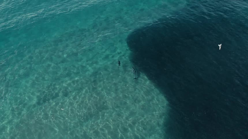 Aerial shot of a dolphins jumping in clear ocean water