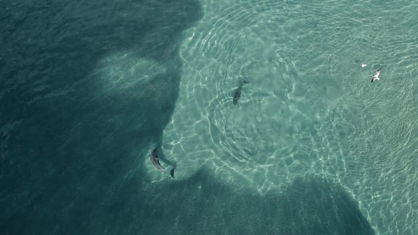 Birds fly over the swimming dolphins