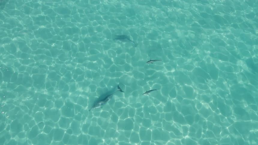 An aerial view shows two large fish swimming in a clear blue ocean with at least two smaller fish following them