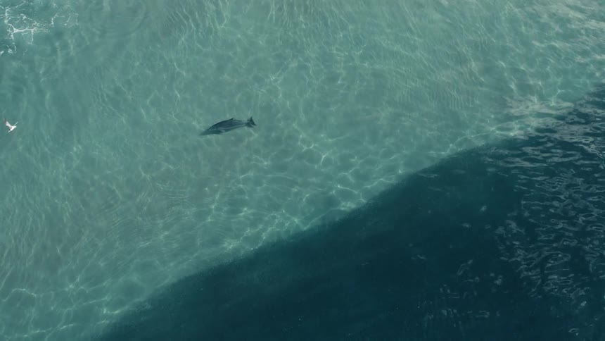 Aerial view of a single dolphin swimming near the ocean surface