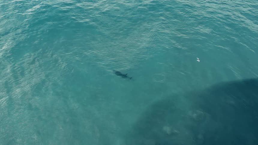 Two dolphins swim closely side by side in clear ocean water