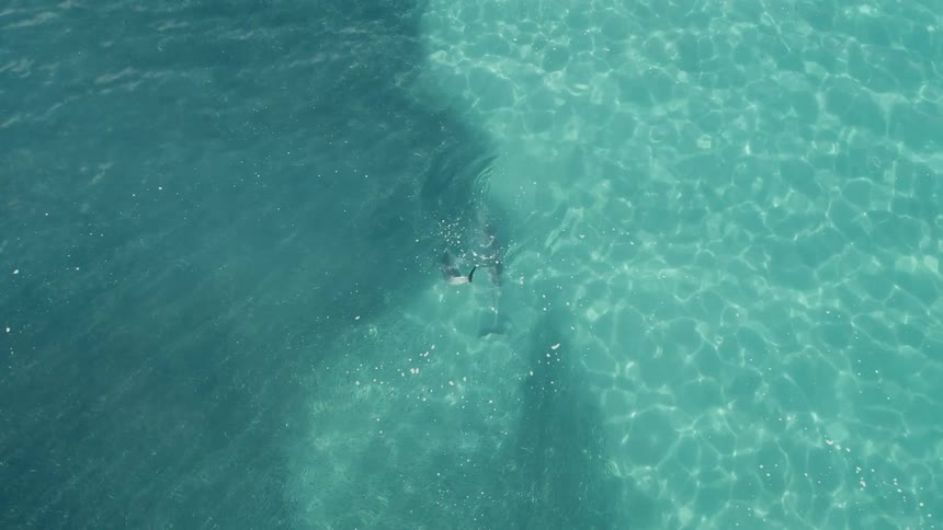 A pod of dolphins swims gracefully through clear turquoise ocean water