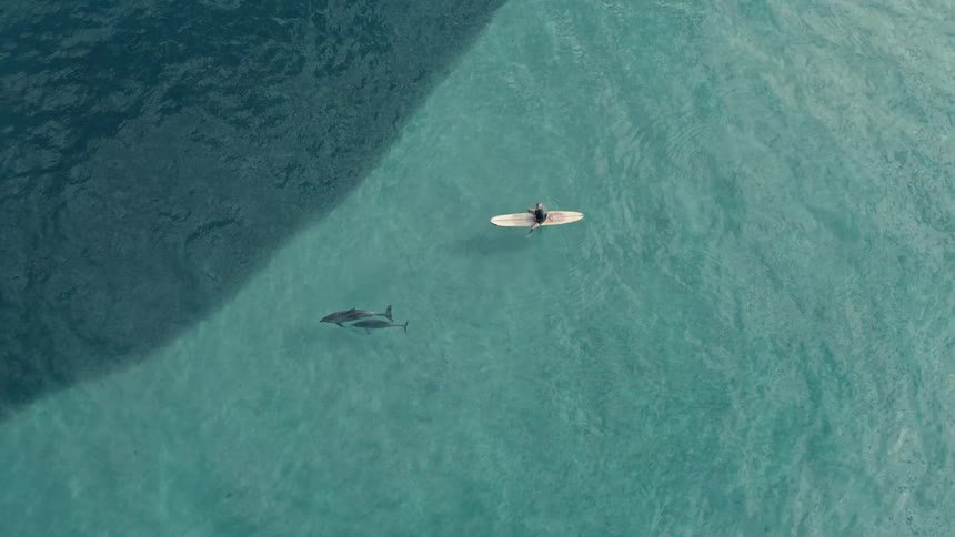 A lone surfer waits calmly on their board unaware of a shark swimming just below the surface nearby