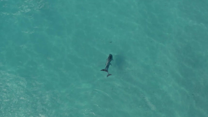 An aerial view shows two dolphins swimming together just beneath the surface of a clear turquoise ocean