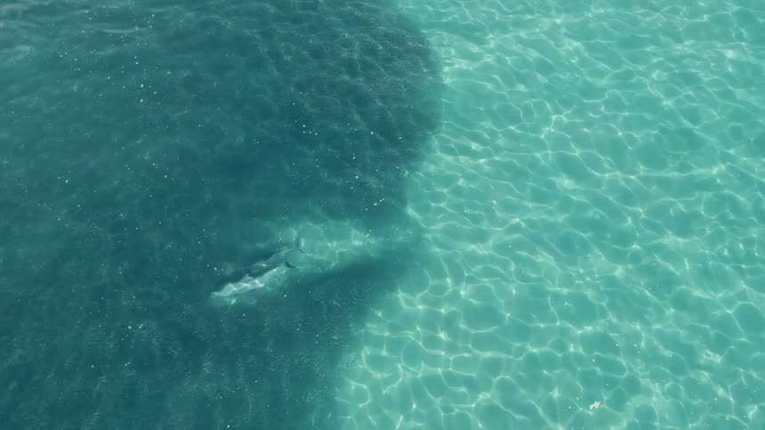 Four fish swimming in a clear and shallow body of water two larger fish and two smaller ones