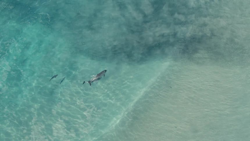In the video a pod of dolphins swims through clear turquoise ocean water the sun illuminates the water creating ripples and reflections on the surface as the dolphins glide gracefully below