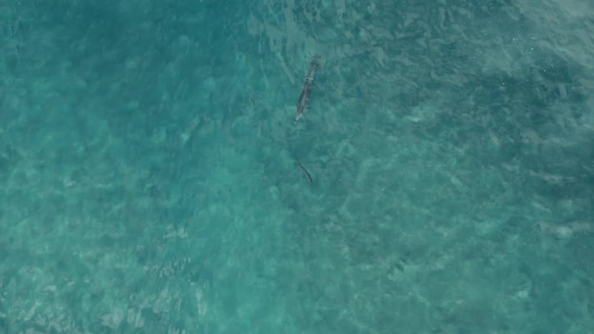 Aerial of mama and baby dolphin swimming in clear blue waters of the ocean