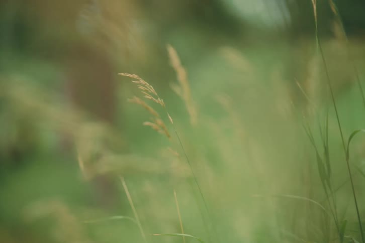 The wind blows causing blades of grass on a field to sway back and forth