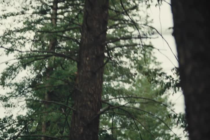 Tall tree trunk surrounded by green canopies in a dense forest