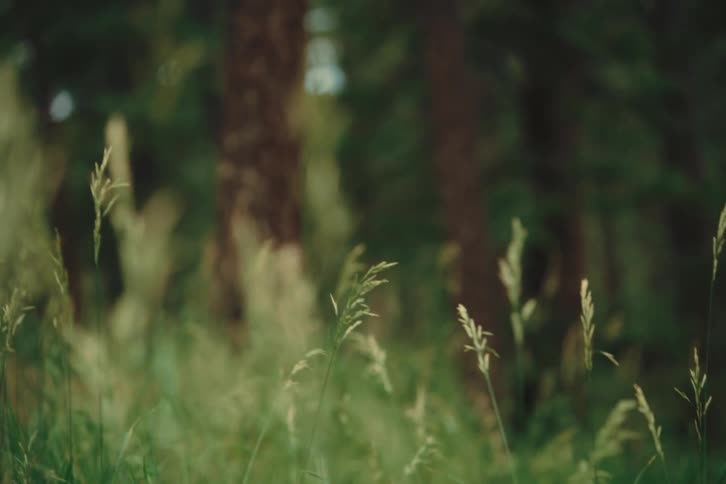 The video shows a closeup lowangle shot of a persons legs walking through a patch of green grass the sunlight illuminates the blades of grass as they sway in a gentle breeze