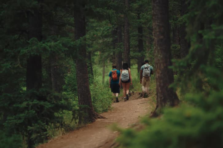 Friends hike along a trail through a conifer forest on a summer day