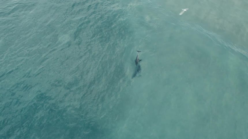 Aerial view of dolphins gliding beneath the ocean