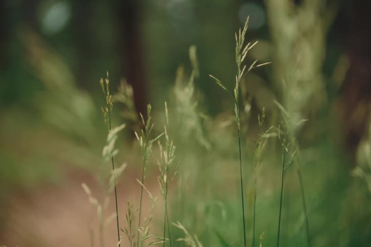 Closeup of tall green grass gently swaying in a forest clearing