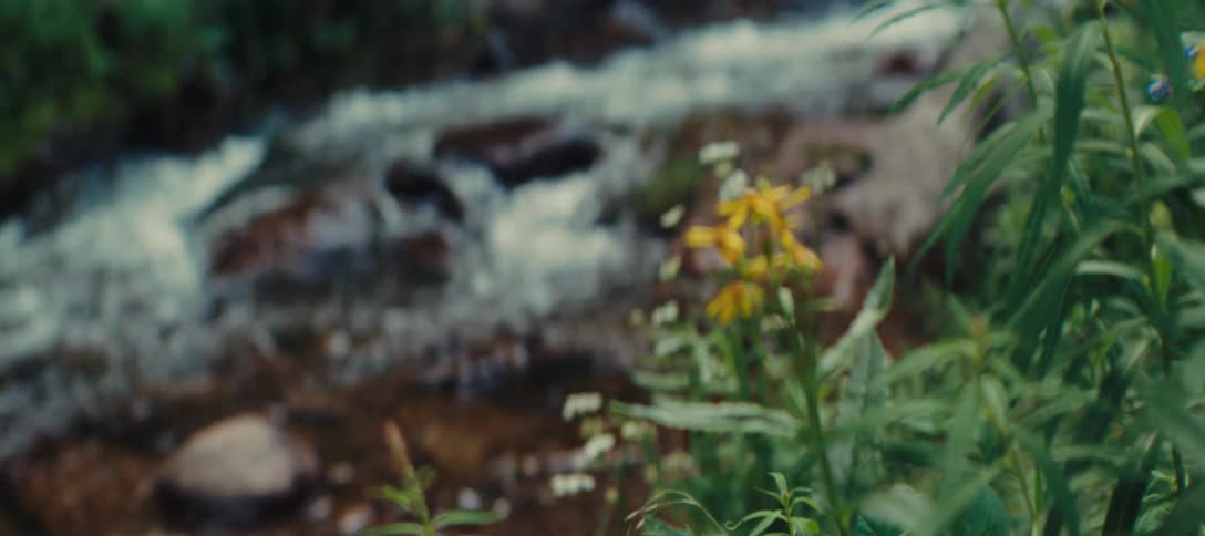 Water flowing down a spring surrounded by grasses in the jungle at midday