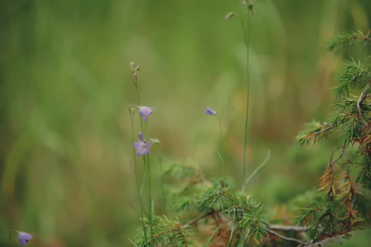 A few small purple flowers sway back and forth while the wind blows