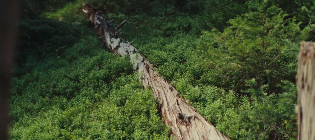 The video shows an overhead view of a massive fallen tree trunk lying horizontally in a forest the lightcolored trunk contrasts with the dense dark green foliage surrounding it