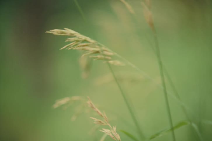 Several thin pieces of grass gently sway as theyre blown by the wind