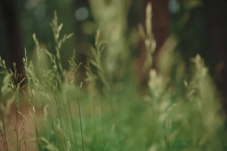 A closeup of reeds gently swaying in a forest setting