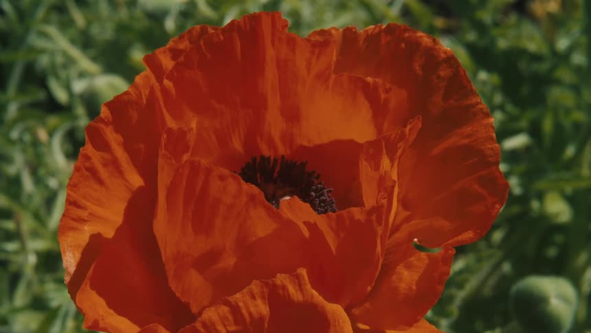 Closeup of a bright orange flower in full bloom