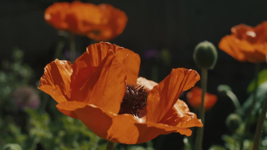 The petals of an orange flower move gently in the breeze