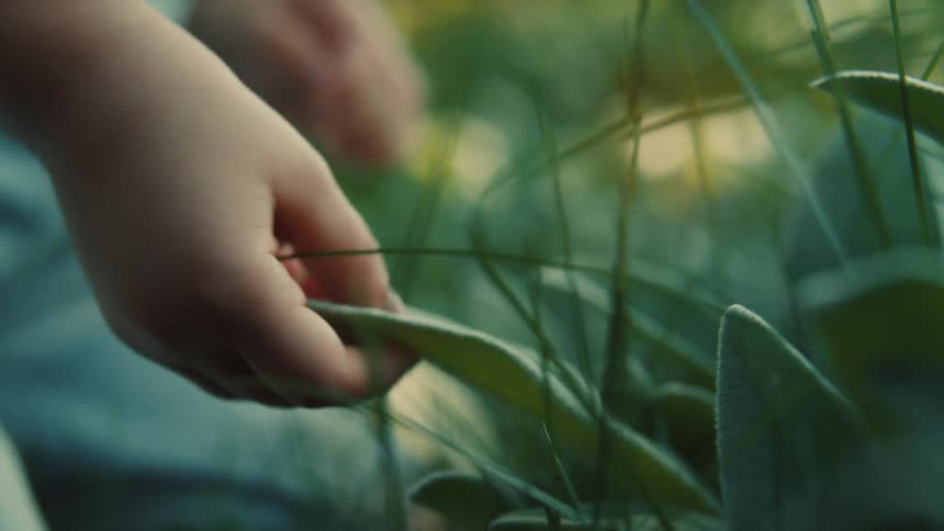 A childs hand reaching out and gently touching the soft fuzzy leaves of a plant