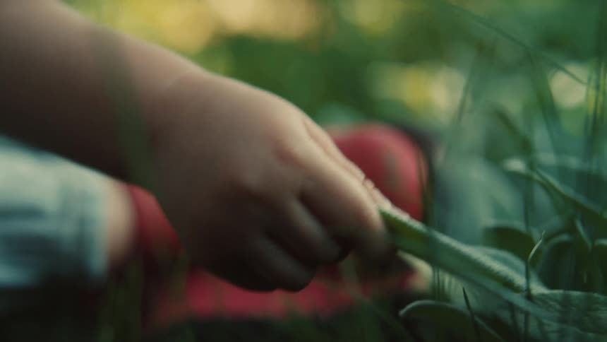 A child hand gently touches a leaf in the garden