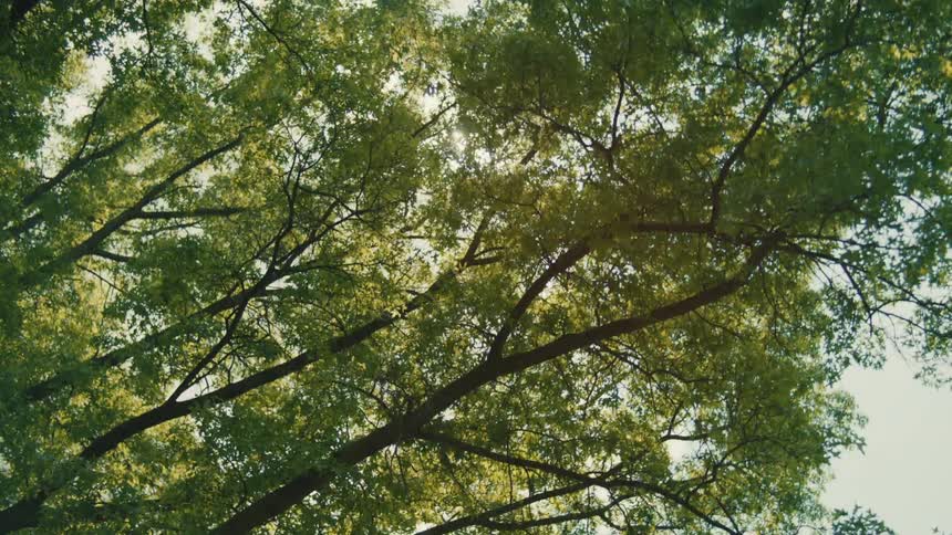 Sun shining through the green branches of trees lit up in the morning