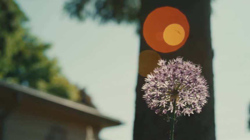 A dandelion in the sun
