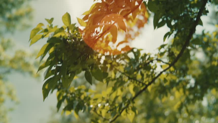 Sunlight streams through the lush green leaves of a tree creating a prominent orange lens flare