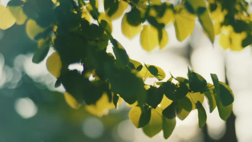 The video shows a closeup shot of green and yellow leaves on a tree branch a prominent lens flare creates a rainbowlike arc in the corner of the frame