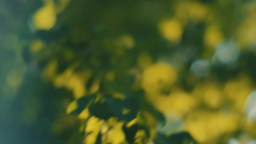 A blurred abstract view shows green and yellow foliage out of focus with soft indistinct circles of light