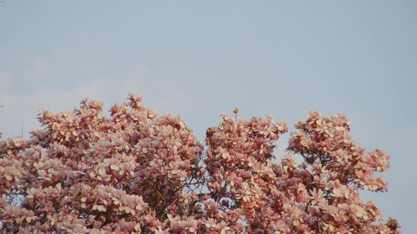 A cherry blossom tree reaches up into the sky