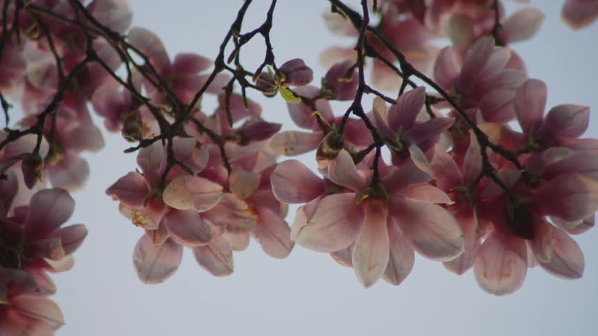 Pink flowers hang from the cherry blossom tree