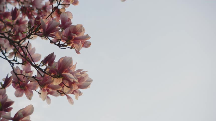 Flowers at the tips of branches