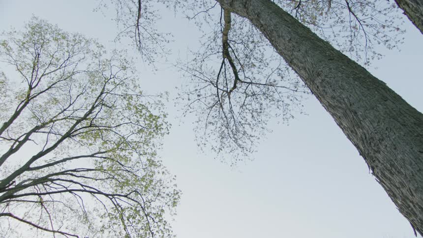 From a lowangle perspective the rough bark of a massive tree trunk leads the eye upward to delicate budding branches with new spring leaves gently swaying against a pale overcast sky