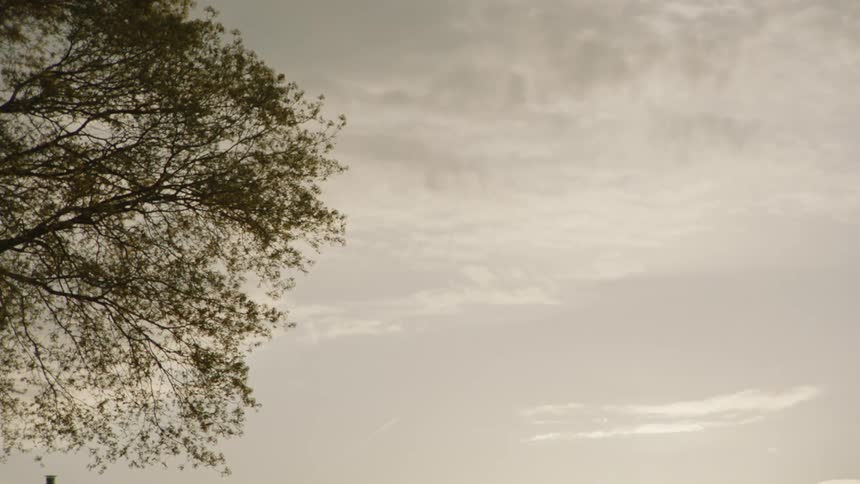 The video shows a wide shot of a tree branch with no leaves on a cloudy day the branch is silhouetted against the bright sky creating a stark and slightly moody image